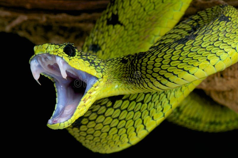 Het aanvallen van slang/Grote merenadder/Atheris-nitschei