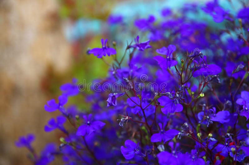Het abstracte beeld van Roze en purpere bloemenbloei, met schittert bekleding stock fotografie Het abstracte beeld van Roze en purpere bloemenbloei, met schittert bekleding stock fotografie