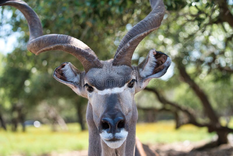 het Afrikaanse hoofdschot van de antilopeclose-up royalty-vrije stock afbeeldingen het Afrikaanse hoofdschot van de antilopeclose-up royalty-vrije stock afbeeldingen