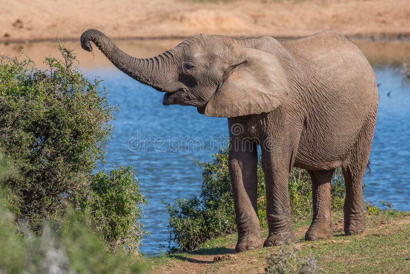 Het Afrikaanse Olifant Plukken van Bladeren met het is Boomstam royalty-vrije stock fotografie Het Afrikaanse Olifant Plukken van Bladeren met het is Boomstam royalty-vrije stock fotografie