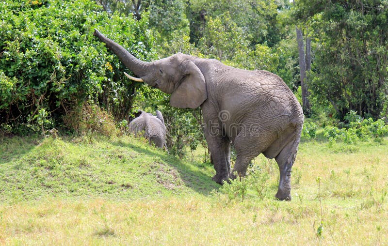 Het Afrikaanse Olifantsboom plukken royalty-vrije stock foto Het Afrikaanse Olifantsboom plukken royalty-vrije stock foto