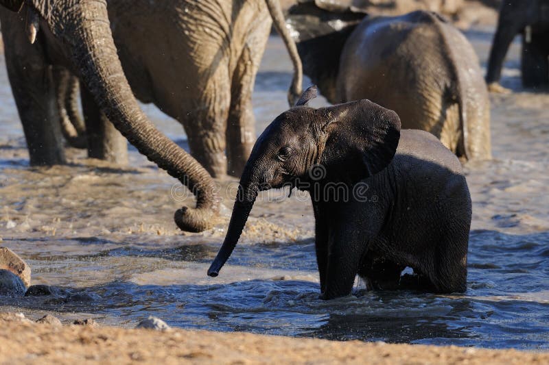 Het Afrikaanse olifantskalf heeft een bad, etosha nationalpark, Namibië royalty-vrije stock fotografie Het Afrikaanse olifantskalf heeft een bad, etosha nationalpark, Namibië royalty-vrije stock fotografie