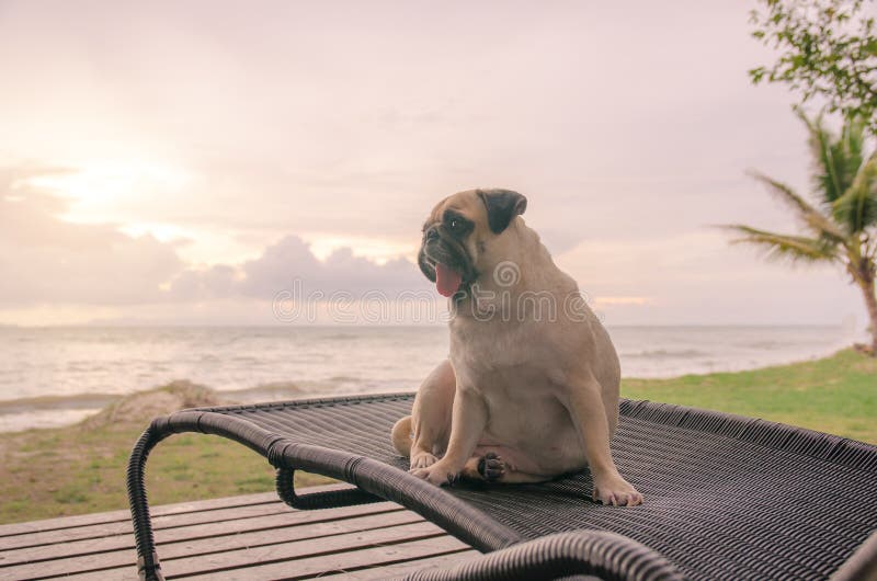 Het alleen leuke pug hondtong droevig plakken uit en zit alleen op ligstoel met de zomeroverzees en het bekijken bewolkte zonsond royalty-vrije stock afbeeldingen Het alleen leuke pug hondtong droevig plakken uit en zit alleen op ligstoel met de zomeroverzees en het bekijken bewolkte zonsond royalty-vrije stock afbeeldingen