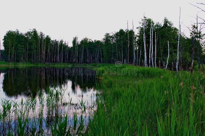 In het alluviale gebied van de Klyazma-rivier royalty-vrije stock afbeeldingen In het alluviale gebied van de Klyazma-rivier royalty-vrije stock afbeeldingen