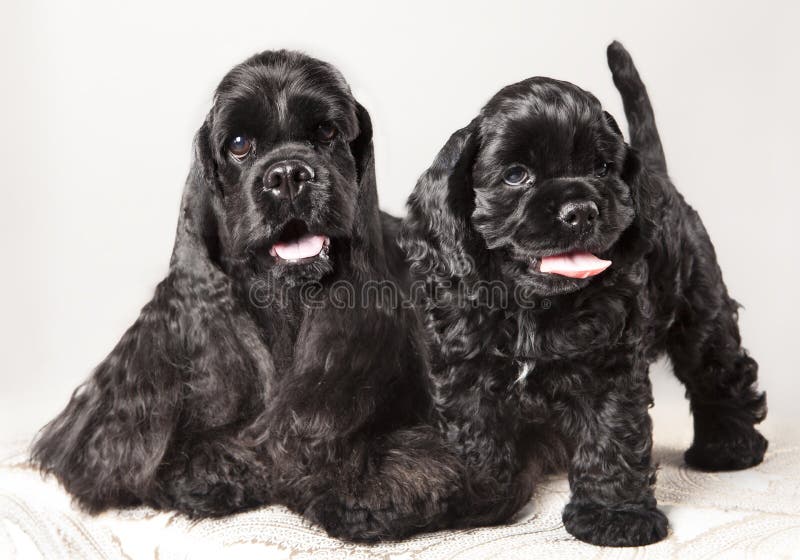 Het Amerikaanse puppy van de Cocker-spaniël royalty-vrije stock foto's Het Amerikaanse puppy van de Cocker-spaniël royalty-vrije stock foto's