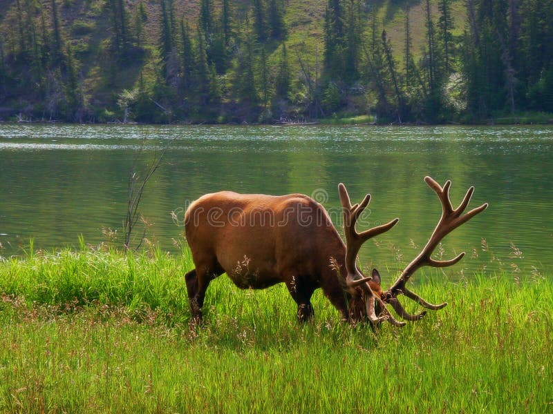 Het Amerikaanse wild stock afbeelding Het Amerikaanse wild stock afbeelding
