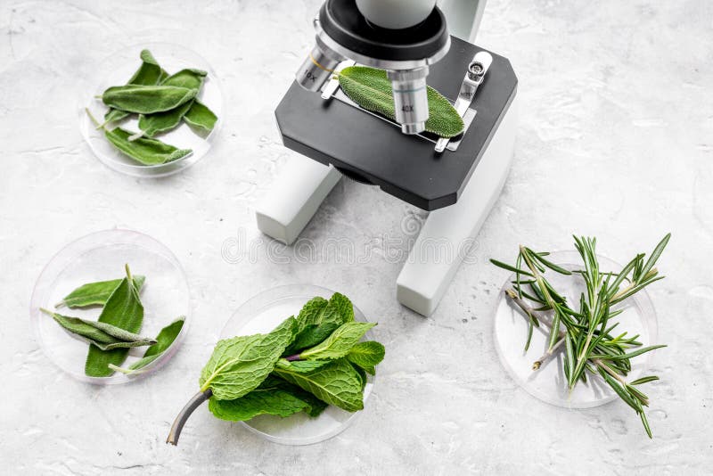 Het analyseren van voedselconcept Gezonde producten Kruidenrozemarijn, munt onder microscoop op grijze hoogste mening als achterg royalty-vrije stock foto Het analyseren van voedselconcept Gezonde producten Kruidenrozemarijn, munt onder microscoop op grijze hoogste mening als achterg royalty-vrije stock foto