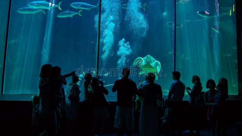 Het Aquarium van Cape Town royalty-vrije stock fotografie Het Aquarium van Cape Town royalty-vrije stock fotografie