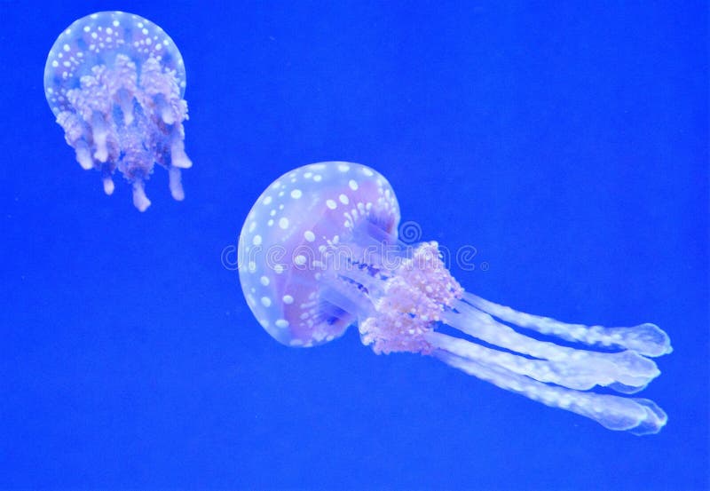 Het Aquarium van kwallenripley ` s royalty-vrije stock afbeeldingen Het Aquarium van kwallenripley ` s royalty-vrije stock afbeeldingen
