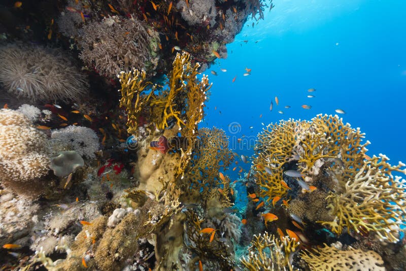 Het aquatische leven in het Rode Overzees