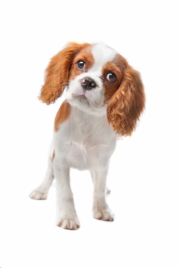 Het arrogante puppy van Charles Spaniel van de Koning royalty-vrije stock fotografie Het arrogante puppy van Charles Spaniel van de Koning royalty-vrije stock fotografie