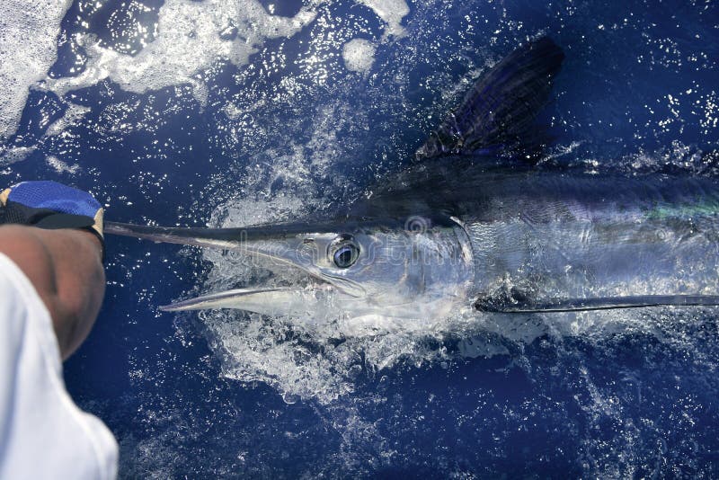 Het Atlantische witte marlijn grote spel sportfishing royalty-vrije stock fotografie Het Atlantische witte marlijn grote spel sportfishing royalty-vrije stock fotografie