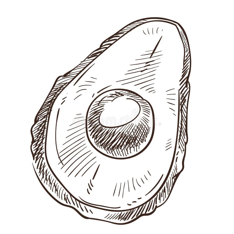 Het avocadofruit isoleerde half schetsbiologisch product vector illustratie Het avocadofruit isoleerde half schetsbiologisch product vector illustratie