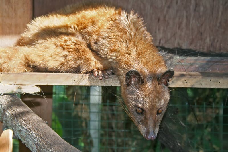 Het Aziatische Civet van de Palm stock afbeelding Het Aziatische Civet van de Palm stock afbeelding