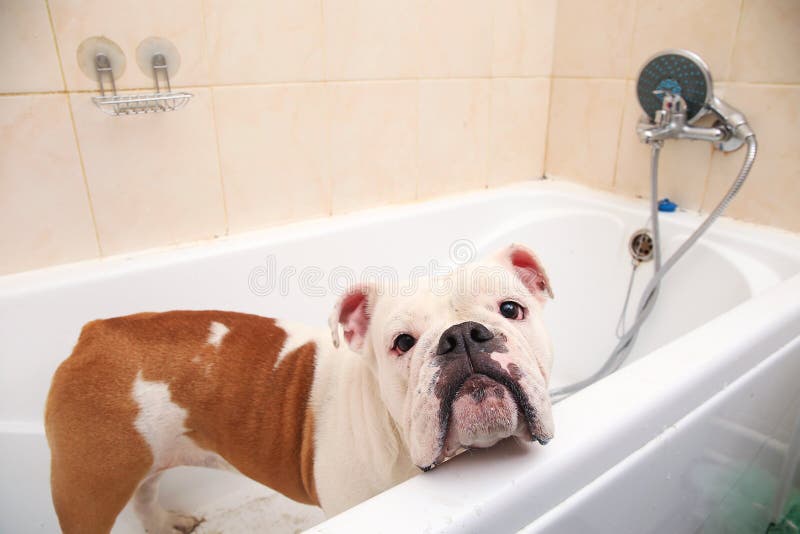 Het baden van de Engelse buldog Hond die een Schuimbad neemt Verzorgende hond royalty-vrije stock fotografie Het baden van de Engelse buldog Hond die een Schuimbad neemt Verzorgende hond royalty-vrije stock fotografie