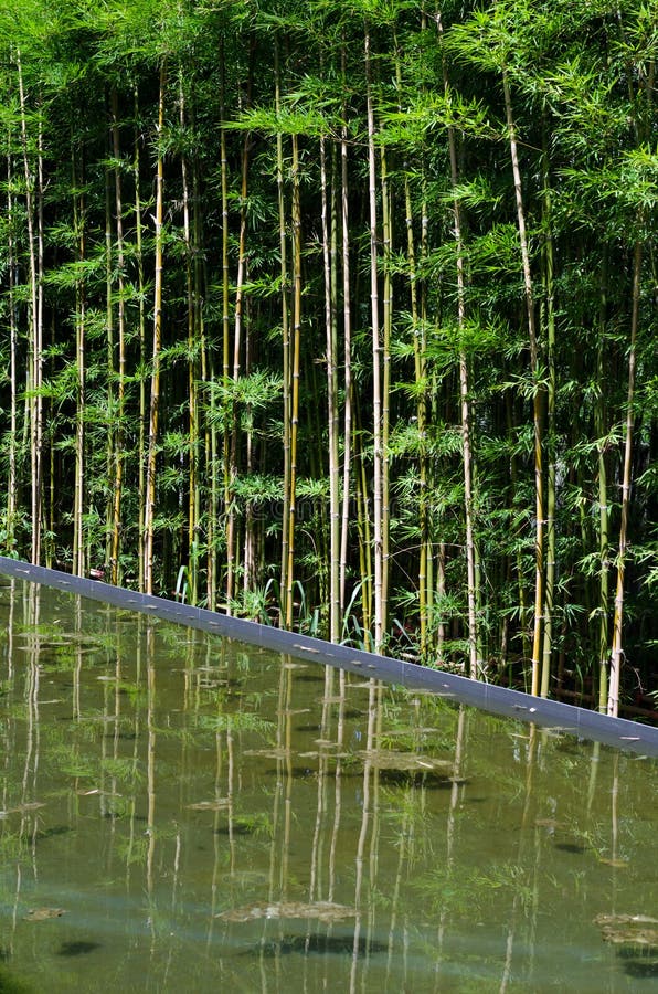 Het Bamboe Met Denkt in Water Na Stock Afbeelding Image of groen