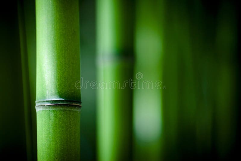 Het bamboe van Zen royalty-vrije stock afbeeldingen Het bamboe van Zen royalty-vrije stock afbeeldingen