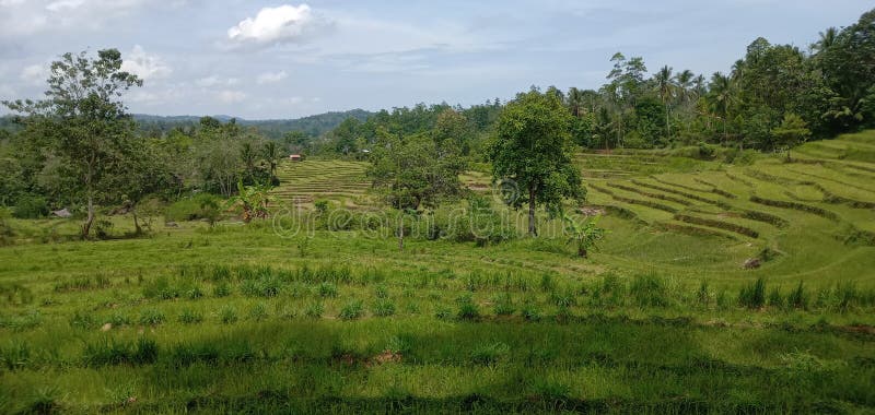 Here's an explanation of the sentence The view of the rice fields is still beautiful in English:This sentence is describing the scenery or landscape of rice fields. It consists of the following parts:1. The view: This refers to the visual scene or sight that is being observed.2. of the rice fields: This part specifies the subject of the view, which in this case, are the rice fields. Rice fields are areas of land where rice is cultivated, typically consisting of flooded paddies or terraced fields.3. is still: The word still implies that the rice fields have maintained their beauty over some time or despite certain circumstances.4. beautiful: This adjective describes the quality of the view, indicating that the rice fields have an aesthetically pleasing or attractive appearance.So, when put together, the sentence The view of the rice fields is still beautiful conveys that the visual sight or scenery of the rice fields remains attractive, picturesque, or aesthetically pleasing, even after a certain period or despite any changes that may have occurred.This sentence could be used to describe the natural beauty of rural landscapes with rice fields, perhaps in an agricultural or touristic context, where the rice fields' charm and appeal have persisted or endured over time. Here's an explanation of the sentence The view of the rice fields is still beautiful in English:This sentence is describing the scenery or landscape of rice fields. It consists of the following parts:1. The view: This refers to the visual scene or sight that is being observed.2. of the rice fields: This part specifies the subject of the view, which in this case, are the rice fields. Rice fields are areas of land where rice is cultivated, typically consisting of flooded paddies or terraced fields.3. is still: The word still implies that the rice fields have maintained their beauty over some time or despite certain circumstances.4. beautiful: This adjective describes the quality of the view, indicating that the rice fields have an aesthetically pleasing or attractive appearance.So, when put together, the sentence The view of the rice fields is still beautiful conveys that the visual sight or scenery of the rice fields remains attractive, picturesque, or aesthetically pleasing, even after a certain period or despite any changes that may have occurred.This sentence could be used to describe the natural beauty of rural landscapes with rice fields, perhaps in an agricultural or touristic context, where the rice fields' charm and appeal have persisted or endured over time.