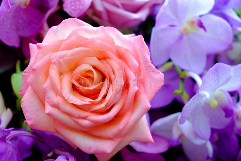 Het beeld van kleurrijk roze bloemboeket met onduidelijk beeldachtergrond stock foto Het beeld van kleurrijk roze bloemboeket met onduidelijk beeldachtergrond stock foto