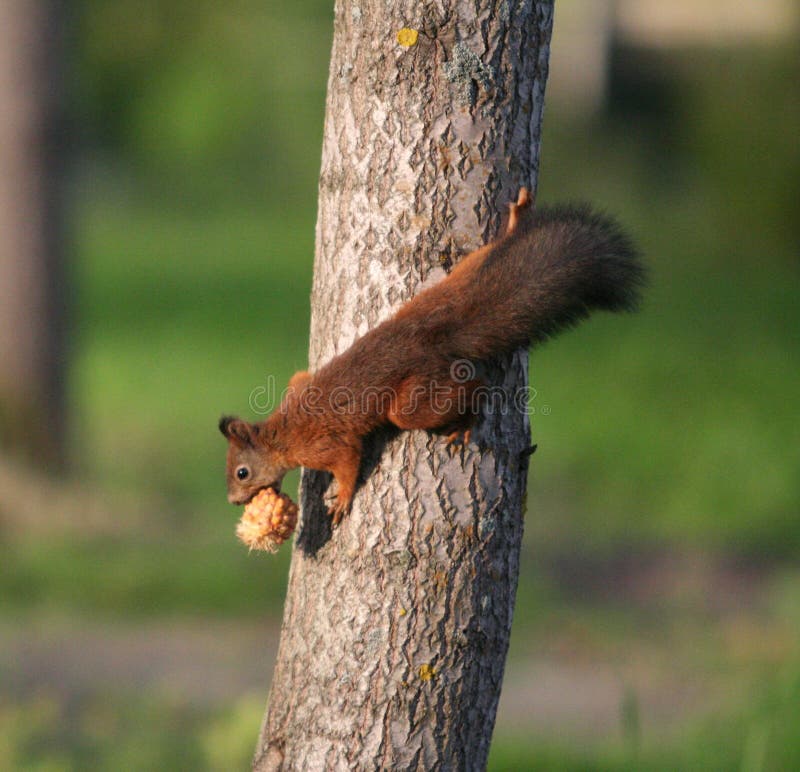 Squirrel climbing on a tree with a cone in his mouth. Squirrel climbing on a tree with a cone in his mouth.