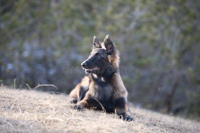 Het Belgische Herderspuppy liggen royalty-vrije stock foto Het Belgische Herderspuppy liggen royalty-vrije stock foto