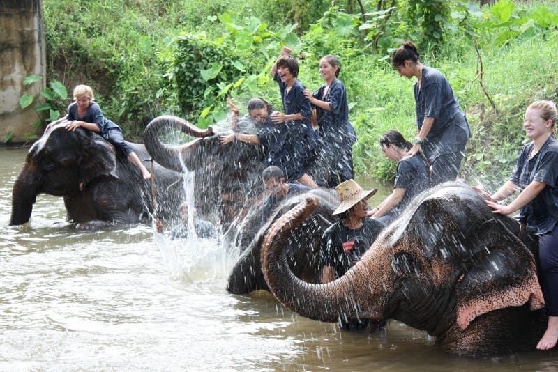 Happy people have fun with elephants making splashes with their trunks in river, Chiang Mai, Thailand. Happy people have fun with elephants making splashes with their trunks in river, Chiang Mai, Thailand