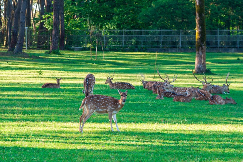 Het bevlekte Hert bepaalt op het groene gras stock fotografie Het bevlekte Hert bepaalt op het groene gras stock fotografie