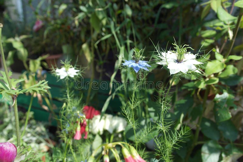 Het bevriezen op de Tuin royalty-vrije stock foto Het bevriezen op de Tuin royalty-vrije stock foto