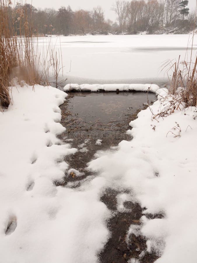 Het bevroren van de de wintersneeuw van de meeroppervlakte water van het de bomenriet royalty-vrije stock fotografie Het bevroren van de de wintersneeuw van de meeroppervlakte water van het de bomenriet royalty-vrije stock fotografie