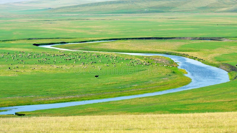 There are many livestocks on inner mongolia pasture. There are many livestocks on inner mongolia pasture