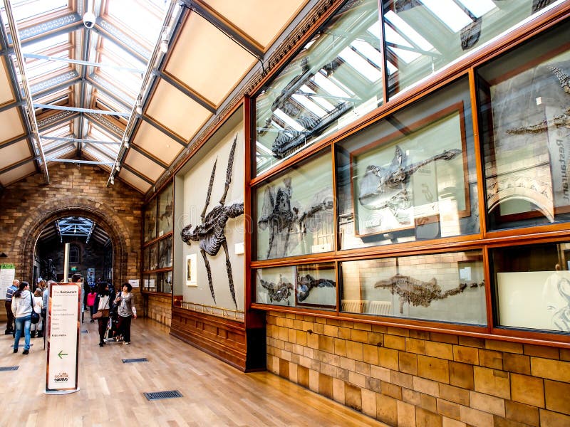 Het Biologiemuseum, Londen, het UK royalty-vrije stock foto's Het Biologiemuseum, Londen, het UK royalty-vrije stock foto's