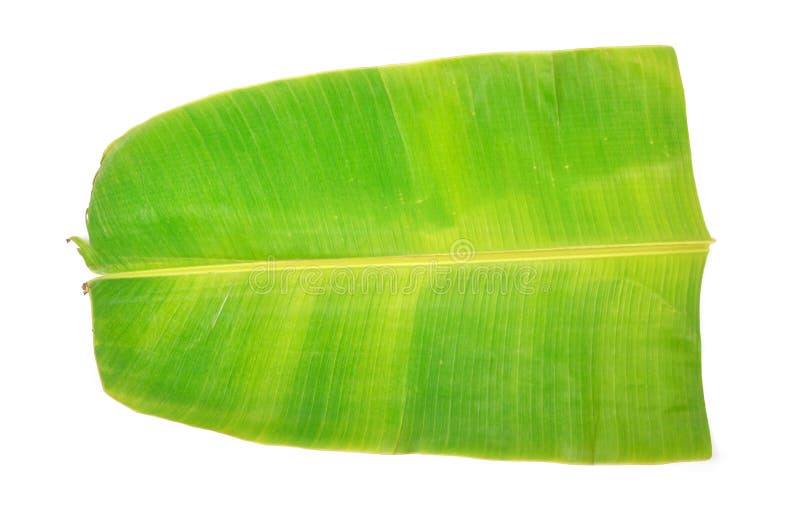 Het blad van de banaan