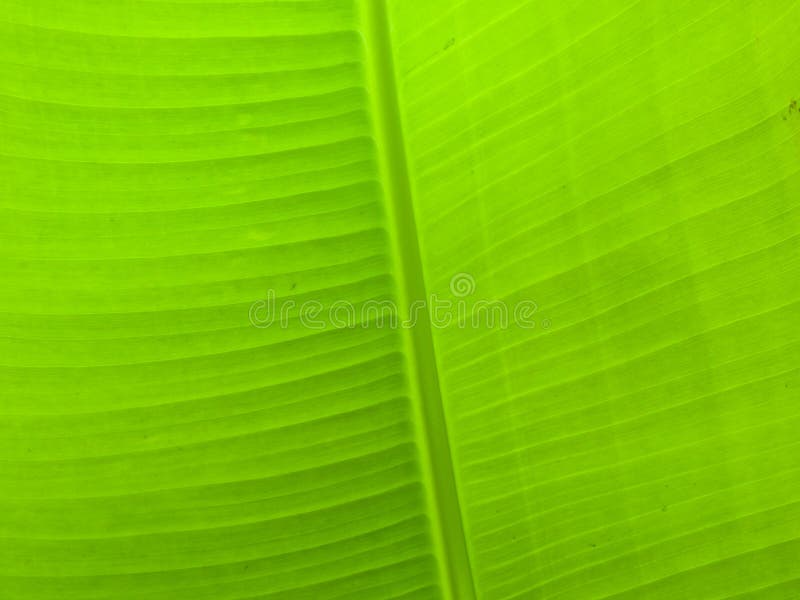 Bananenblad stock afbeelding