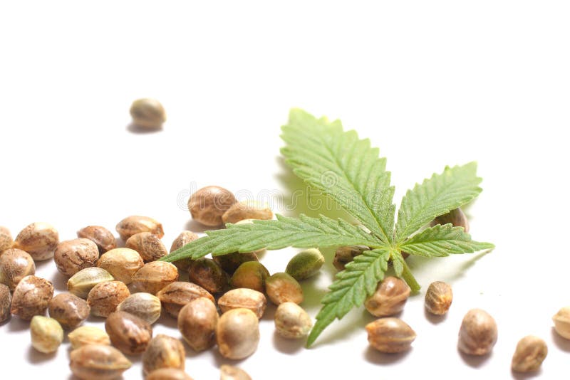 Het Blad van de cannabis met Zaden stock afbeeldingen Het Blad van de cannabis met Zaden stock afbeeldingen