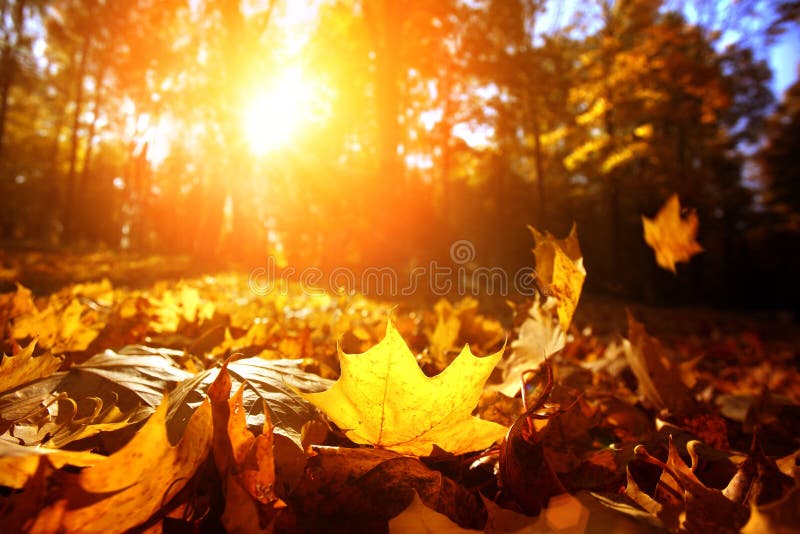 Het blad van de herfst De grootte van het beeld XXXL stock foto's Het blad van de herfst De grootte van het beeld XXXL stock foto's
