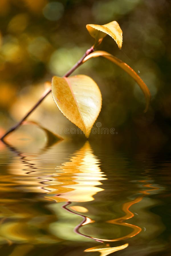 Het blad van de herfst met water reflexachtergrond