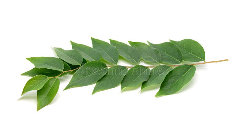 Het blad van de sterkruisbes op wit stock foto's Het blad van de sterkruisbes op wit stock foto's