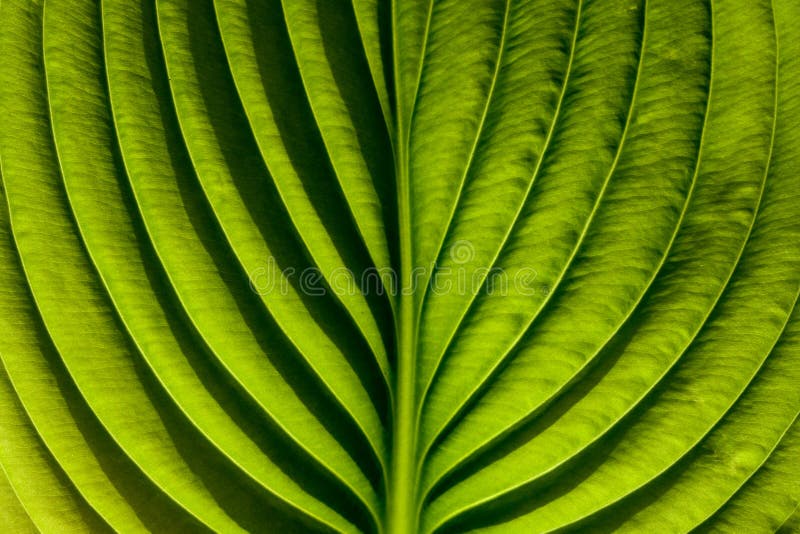 Groen blad royalty-vrije stock foto
