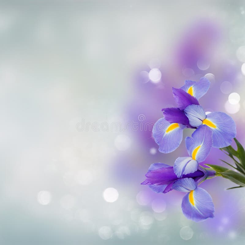 Het blauw irise bloemen dichte omhooggaand royalty-vrije stock afbeeldingen Het blauw irise bloemen dichte omhooggaand royalty-vrije stock afbeeldingen