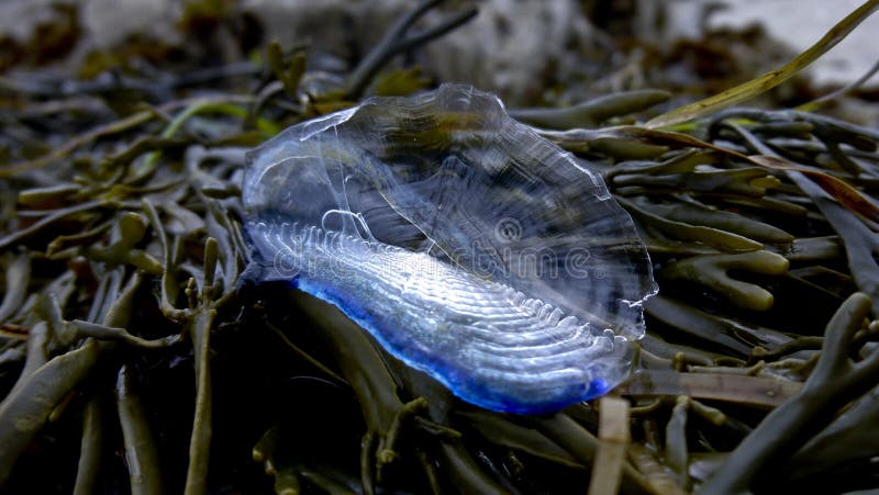 Het Blauwe Zeil van Velellavelella royalty-vrije stock afbeeldingen Het Blauwe Zeil van Velellavelella royalty-vrije stock afbeeldingen