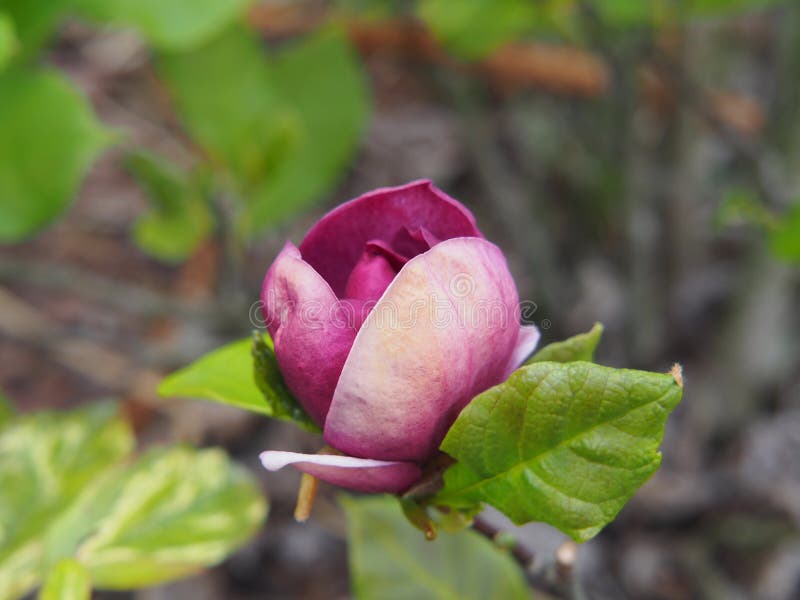 Het bloeien het Genie ` van Magnoliasoulageana ` royalty-vrije stock fotografie Het bloeien het Genie ` van Magnoliasoulageana ` royalty-vrije stock fotografie