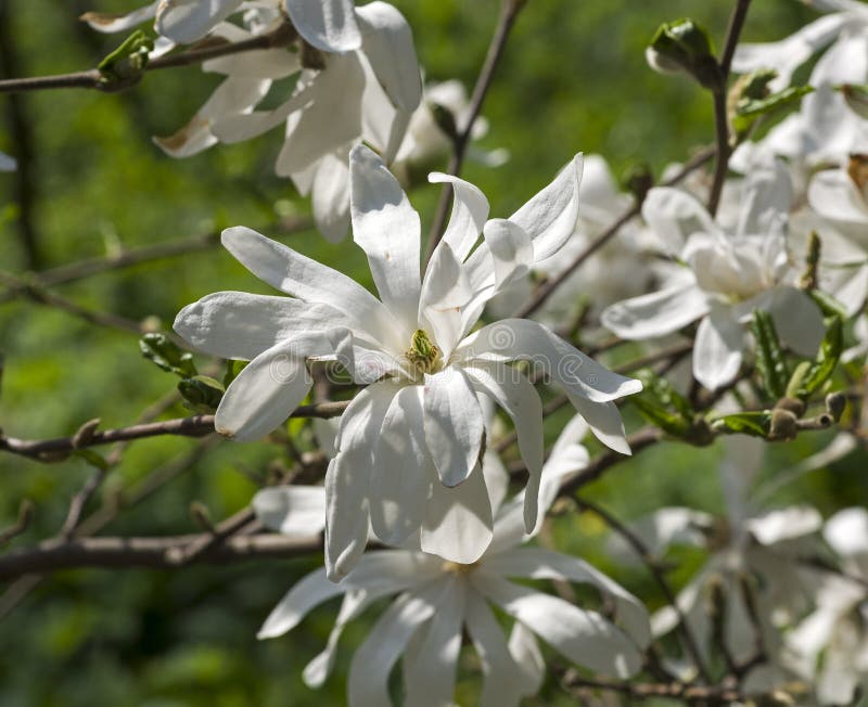 Het bloeien Magnoliastellata stock afbeelding Het bloeien Magnoliastellata stock afbeelding