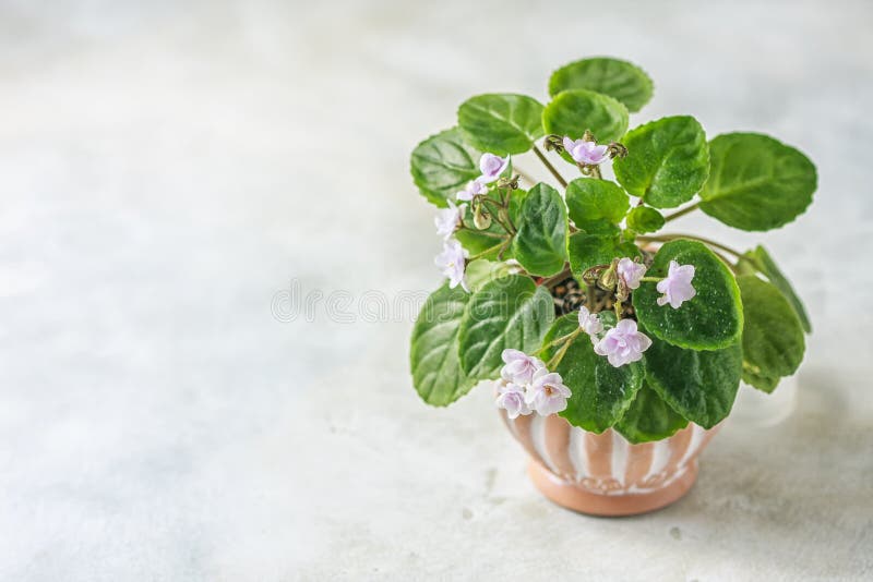 Het bloeien Saintpaulias, die algemeen als Afrikaans viooltje wordt bekend Mini Potted Plant stock foto's Het bloeien Saintpaulias, die algemeen als Afrikaans viooltje wordt bekend Mini Potted Plant stock foto's