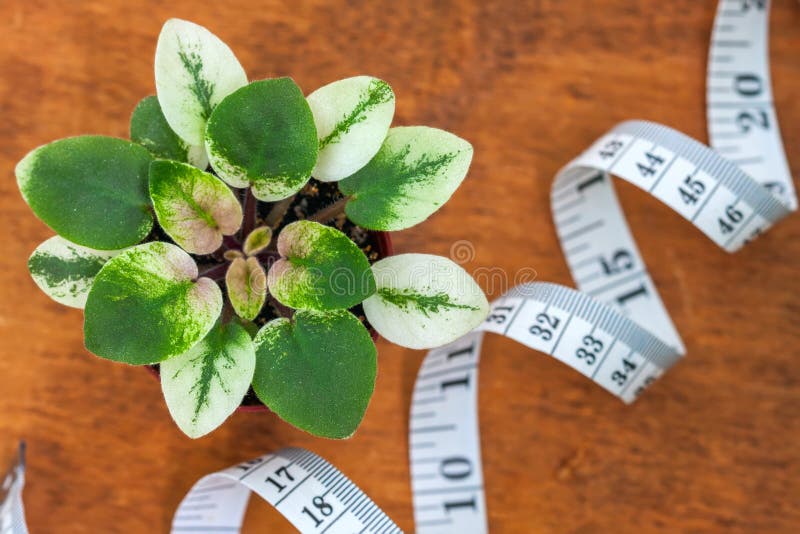 Het bloeien Saintpaulias, die algemeen als Afrikaans viooltje wordt bekend Mini Potted Plant royalty-vrije stock afbeeldingen Het bloeien Saintpaulias, die algemeen als Afrikaans viooltje wordt bekend Mini Potted Plant royalty-vrije stock afbeeldingen