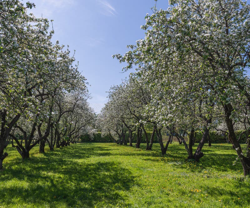 Het bloeien van appeltuin in het vroege voorjaar Boomvallei stock fotografie Het bloeien van appeltuin in het vroege voorjaar Boomvallei stock fotografie