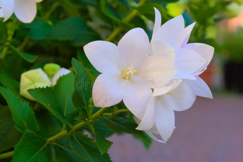 Het bloeien van mooie witte bloemen royalty-vrije stock foto Het bloeien van mooie witte bloemen royalty-vrije stock foto