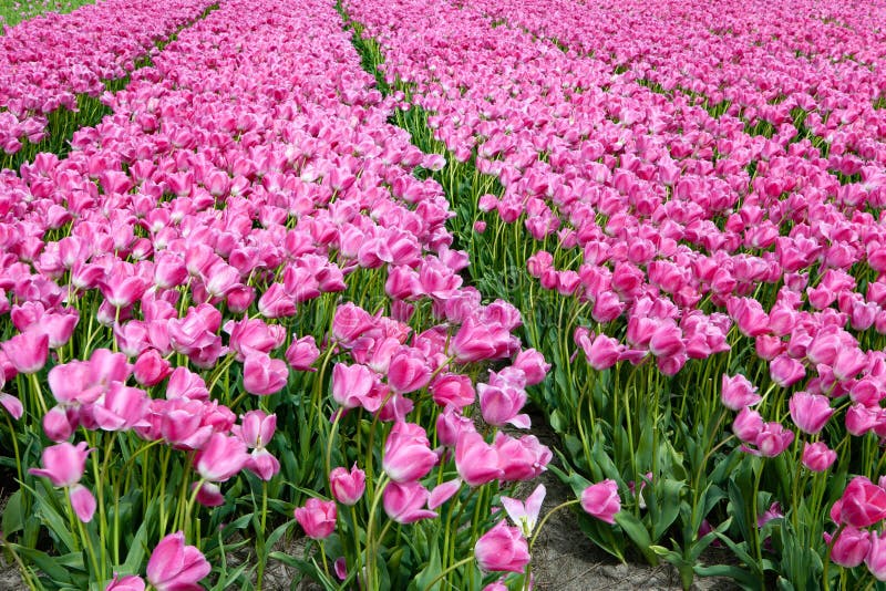 Het bloeiende purpere volledig-scherm van het tulpengebied stock afbeeldingen Het bloeiende purpere volledig-scherm van het tulpengebied stock afbeeldingen