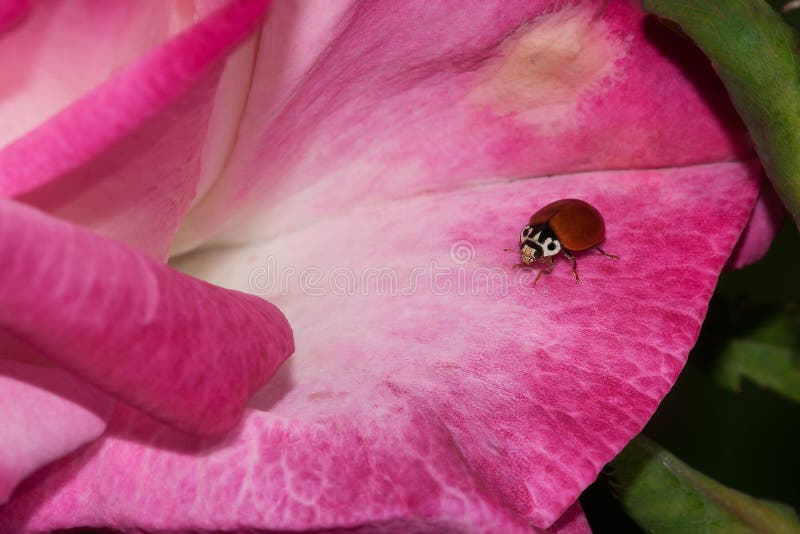 Het Bloemblaadje van de lieveheersbeestjebloem stock afbeelding Het Bloemblaadje van de lieveheersbeestjebloem stock afbeelding