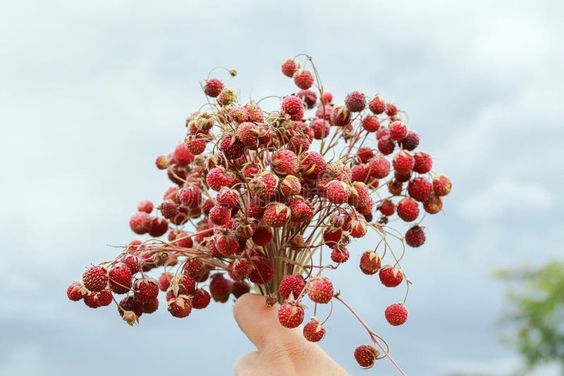 Het boeket van de sappige heldere bes van de weide rode aardbei houdt een hand stock foto Het boeket van de sappige heldere bes van de weide rode aardbei houdt een hand stock foto