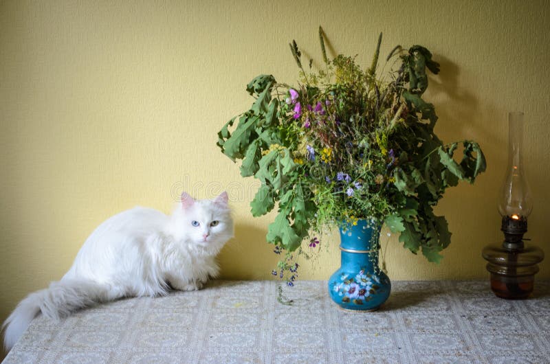 Het boeket van gebied bloeit op een lijst met olielamp en witte kat stock foto's Het boeket van gebied bloeit op een lijst met olielamp en witte kat stock foto's